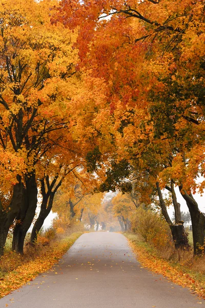 Autumn maple road. — Stock Photo, Image