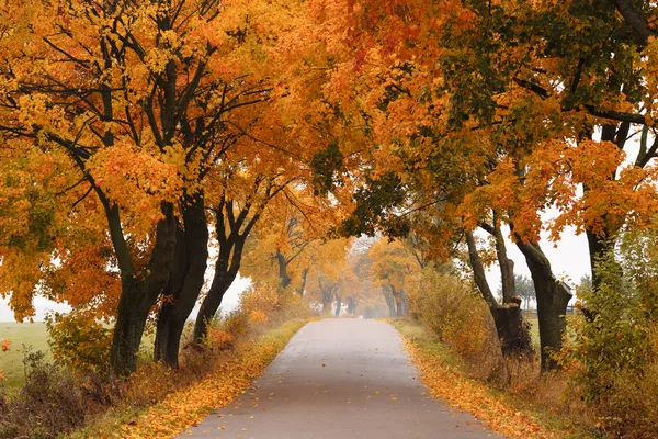 Sonbaharda akçaağaç yol.