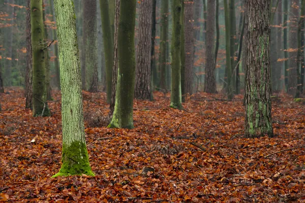 Mysterious forest. — Stock Photo, Image