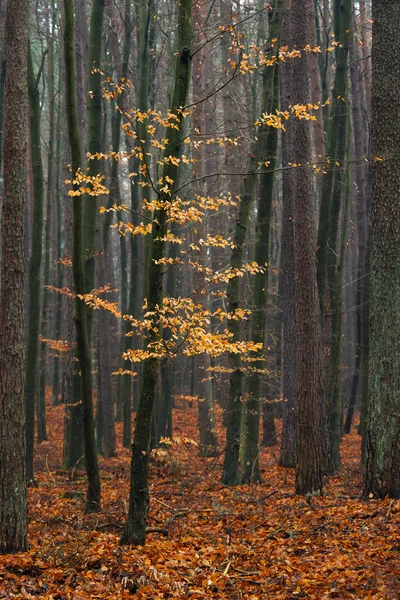 Hornbeam árbol en el bosque . —  Fotos de Stock