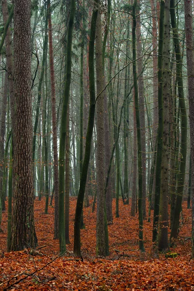 Gemengd herfst bos. — Stockfoto