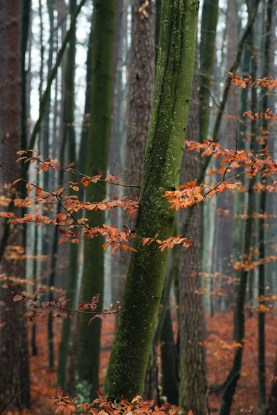 Avenbok träd i skogen. Stockbild