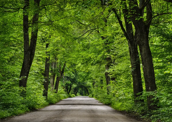 Estrada na floresta verde. — Fotografia de Stock