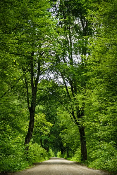 Cesta v lese. — Stock fotografie