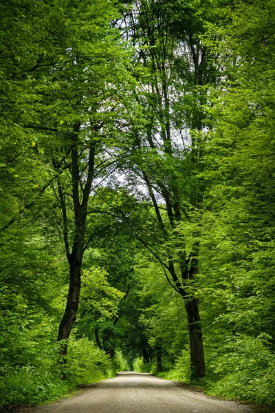 Route dans la forêt. Images De Stock Libres De Droits