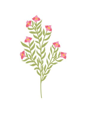 Bahar çiçeği. Botanik çiçek ikonu tasarımı. Beyaz arka planda bahçe bitkisi. Renkli düz vektör çizimi. Düğün davetiyesi ya da albüm için iyi bir dekorasyon.