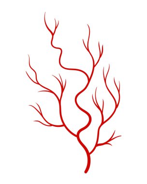 İnsan damarları. Beyaz zemin üzerinde kırmızı siluet kap, arterler veya kılcal damarlar. Tıp bilimi için anatomi öğesi kavramı. Kan sisteminin vektör izole sembolü