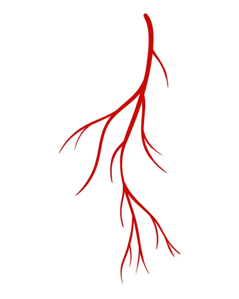 Menselijke aderen. Rood silhouetvat, slagaders of haarvaten op witte achtergrond. Concept anatomie element voor de medische wetenschap. Vector geïsoleerd symbool van het bloedsysteem — Stockvector