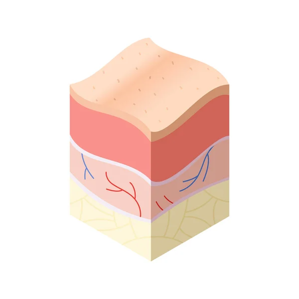 Conceito médico de cuidados com a pele. Problemas na secção transversal da estrutura das camadas horizontais da pele humana. Modelo ilustrativo de anatomia — Vetor de Stock