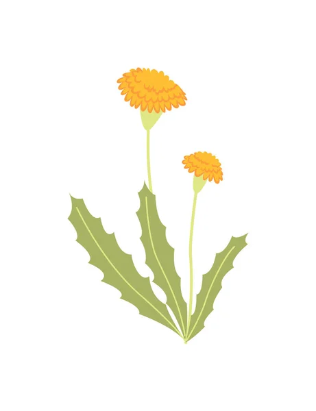 Voorjaarsbloem. Botanische bloemen pictogram ontwerp. Tuinplant op witte achtergrond. Kleurrijke vlakke vector illustratie. Goede decoratie voor bruiloft uitnodiging of plakboek — Stockvector