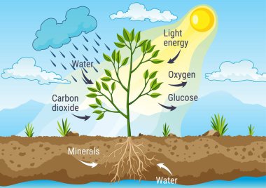 Fotosentez yağmur ve güneşi kullanarak oksijen üreten bir ağaç işlemidir. Bitkide fotosentez sürecini gösteren diyagram. Düz tarzda eğitim için renkli biyoloji şeması