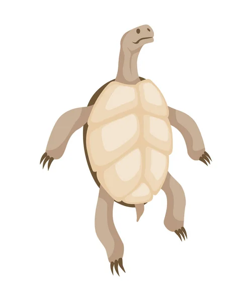 Turtle character. Land turtle. Wildlife animal in shell. Flat vector illustration isolated on white background —  Vetores de Stock