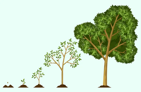 Etapas de crecimiento del árbol a partir de semillas. Riego de las semillas. Colección de árboles de pequeños a grandes. Árbol verde con pasos de crecimiento de hojas. Ilustración del desarrollo del ciclo económico — Vector de stock