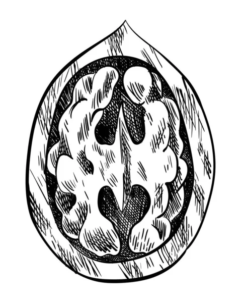 Um pedaço de noz. Desenho de tinta desenhada à mão de porca para modelo de etiqueta, embalagem ou design de mercado de agricultor de emblema. Comida saudável natural. Técnica gráfica manuscrita, ilustração gravada — Vetor de Stock