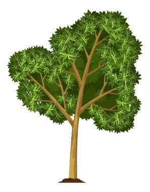 Ağaç yetiştirme aşaması. Yeşil yapraklı ve dallı büyük bir ağaç. Doğa bitkisi çizimi