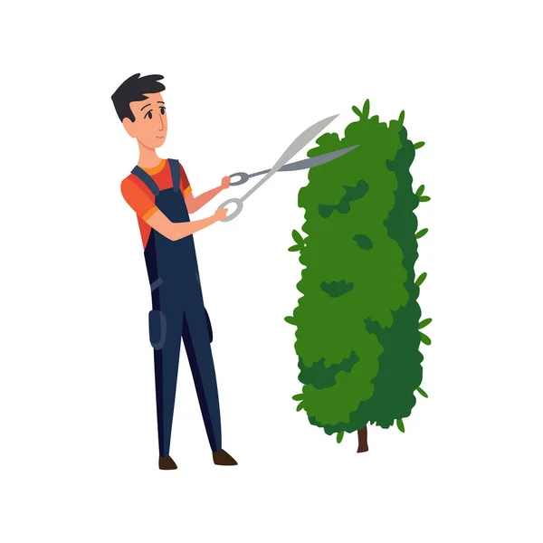 Professional gardener pruning hedge with pruners or garden shears. Man working with shrubs in backyard. Colored flat vector illustration of worker in uniform isolated on white background — Stock Vector