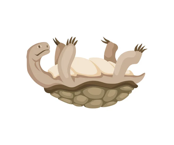 Turtle character. Land turtle. Wildlife animal in shell. Flat vector illustration isolated on white background — Stockvektor