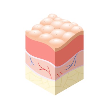 Cilt bakım konsepti. İnsan derisinin yatay katman yapısında kesit problemleri var. Anatomi çizim modeli