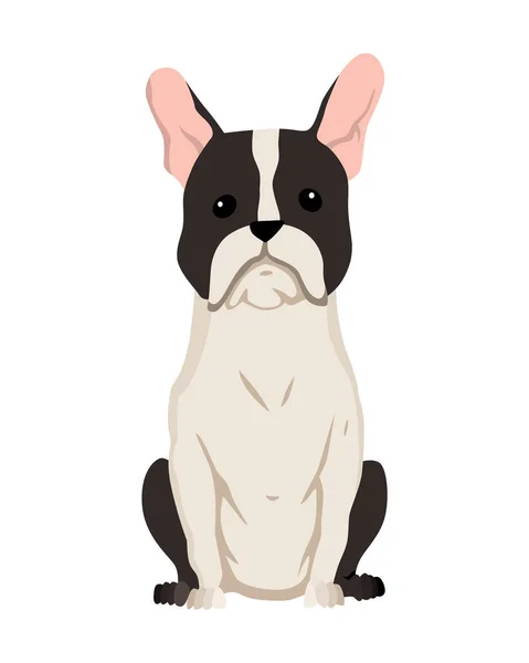 Boston Teriyeri 'nden bir köpek. Sevimli komik çizgi film evcil hayvan karakteri düz vektör çizimi. İnsan dostu ev hayvanı — Stok Vektör