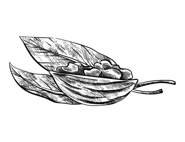 Um pedaço de noz. Desenho de tinta desenhada à mão de porca para modelo de etiqueta, embalagem ou design de mercado de agricultor de emblema. Comida saudável natural. Técnica gráfica manuscrita, ilustração gravada —  Vetores de Stock