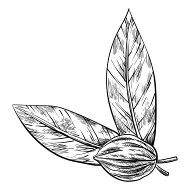 Ceviz. Marka şablonu, ambalajı ya da amblem çiftçi pazarı tasarımı için elle çizilmiş fındık. Doğal sağlıklı yiyecekler. El yazısı grafik tekniği, oymalı illüstrasyon