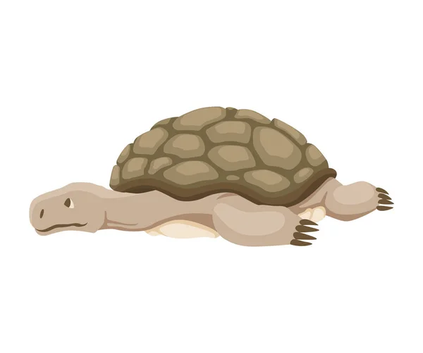 Żółwia postać. Żółw lądowy. Dzikie zwierzę w skorupie. Płaska ilustracja wektor izolowane na białym tle — Wektor stockowy