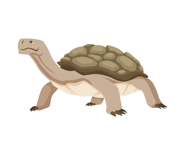 Carácter tortuga. Tortuga terrestre. Fauna silvestre en concha. Ilustración vectorial plana aislada sobre fondo blanco — Archivo Imágenes Vectoriales