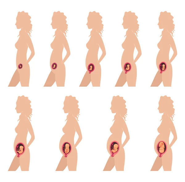 Utveckling av mänskliga foster. Graviditet. Illustration som visar stadier i människans embryonala utveckling. Inne i livmodern — Stock vektor