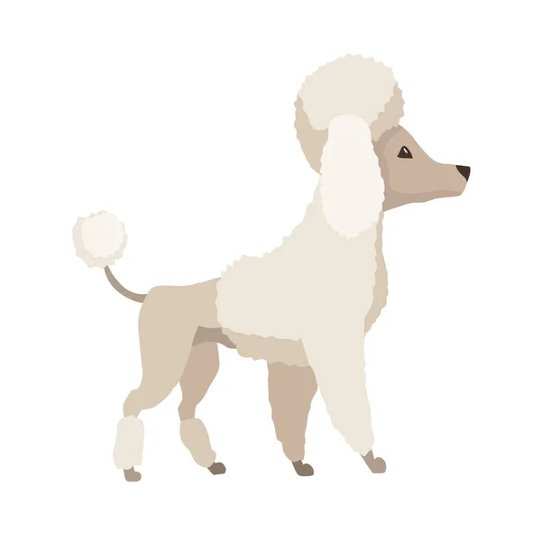 Hunderasse Pudel. Nette lustige Cartoon häusliche Haustierfigur flache Vektor Illustration. Menschlicher Freund Heimtier — Stockvektor