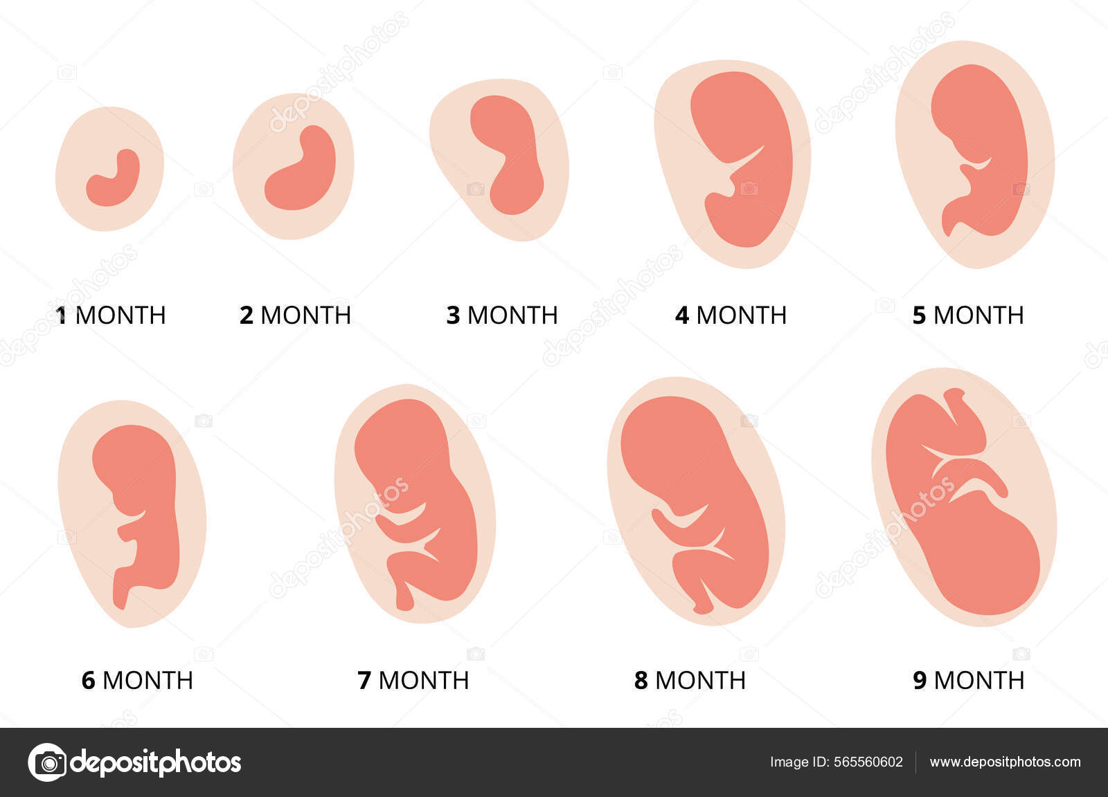 bilder fötus entwicklung