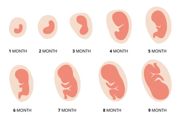 Sviluppo del feto umano. Gravidanza. Illustrazione che mostra le fasi dello sviluppo embrionale umano. Dentro l'utero — Vettoriale Stock