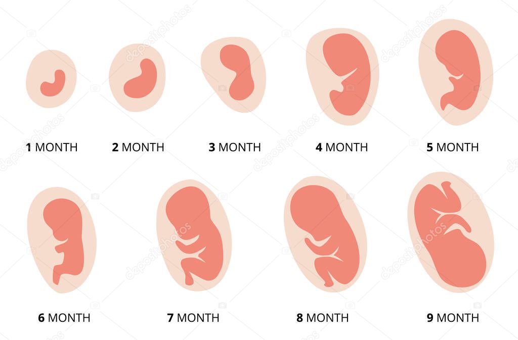 Feto Meses Desarrollo Del Bebe Semanas El Desarrollo De Un Bebe