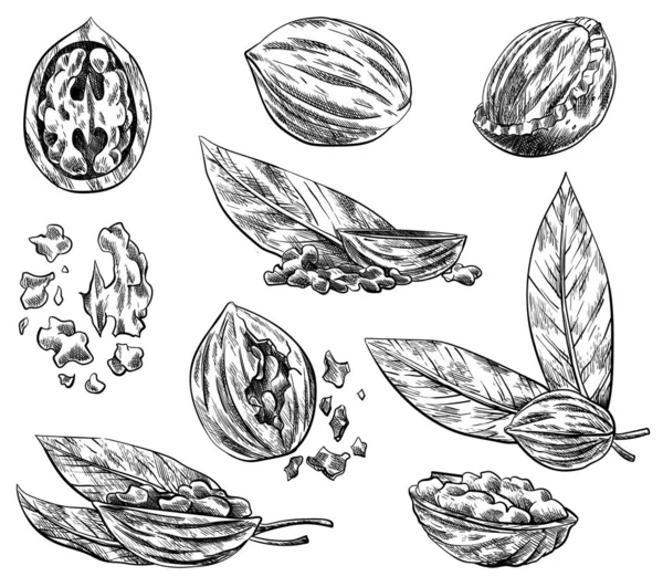 Walnut pieces set. Hand drawn ink sketch of nuts for template label, packing or emblem farmer market design. Natural healthy food collection. Handwritten graphic technique, engraved illustration — Wektor stockowy