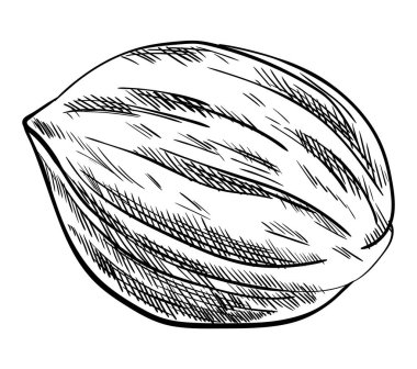 Ceviz. Marka şablonu, ambalajı ya da amblem çiftçi pazarı tasarımı için elle çizilmiş fındık. Doğal sağlıklı yiyecekler. El yazısı grafik tekniği, oymalı illüstrasyon