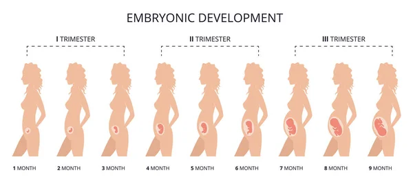 Desarrollo del feto humano. Embarazo. Ilustración que muestra etapas en el desarrollo embrionario humano. Dentro del útero — Vector de stock