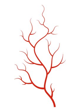 İnsan damarları. Beyaz zemin üzerinde kırmızı siluet kap, arterler veya kılcal damarlar. Tıp bilimi için anatomi öğesi kavramı. Kan sisteminin vektör izole sembolü.