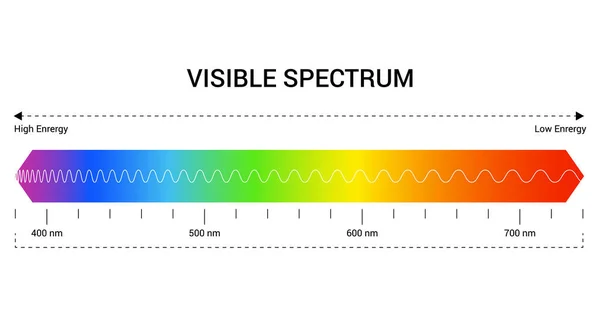 Longueur Onde Spectrale Plage Couleurs Spectre Visible Ligne Lumineuse Physique — Image vectorielle