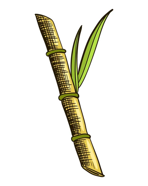 Sucre Canne Plante Canne Sucre Gravure Dessinée Main Aliments Biologiques — Image vectorielle