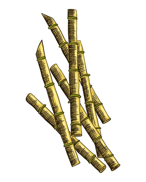 杖砂糖 サトウキビ工場 天然の有機食品や天然成分を手描き彫刻 フレッシュシュガー竹 — ストックベクタ