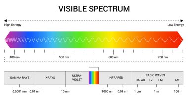 Spectrum wavelength. Visible spectrum color range. Educational physics light line. Light wave frequency. Wavelengths of the visible part of the spectrum for human eyes. clipart