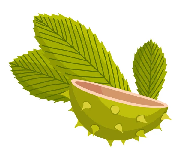 Chestnuts Cracked Shell Prickles Pointed Oblong Leaves Vector Illustration Design — 스톡 벡터