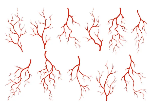 Колекція Людських Вен Червоні Силуетні Судини Артерії Або Капіляри Білому — стоковий вектор