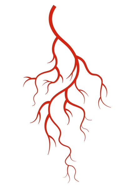 Venas Humanas Vaso Silueta Roja Arterias Capilares Sobre Fondo Blanco — Vector de stock