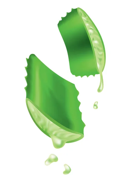 Aloe Vera Realistic Green Plant Leaves Cut Pieces Fresh Juice — Διανυσματικό Αρχείο