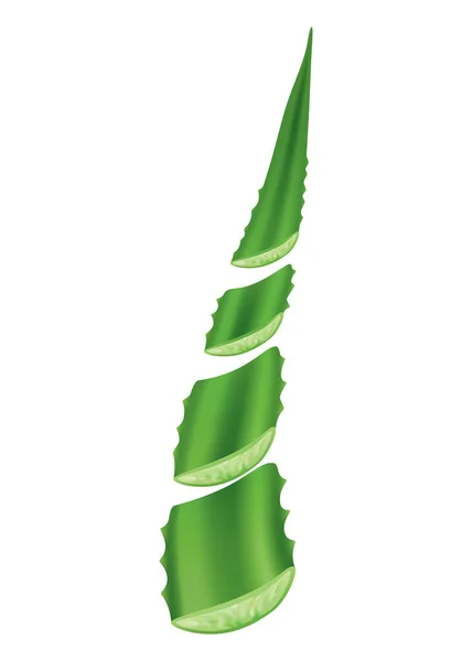 Aloe Vera Realistic Green Plant Leaves Cut Pieces Fresh Juice — Wektor stockowy