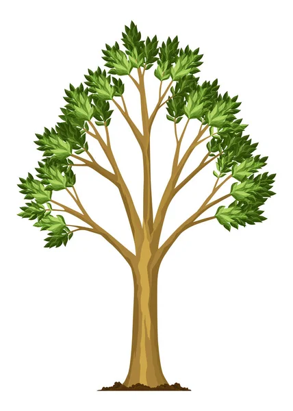 Trädets Tillväxtstadium Stor Trädtillväxt Med Gröna Löv Och Grenar Illustration — Stock vektor