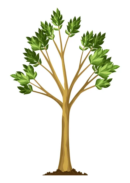 Trädets Tillväxtstadium Stor Trädtillväxt Med Gröna Löv Och Grenar Illustration — Stock vektor