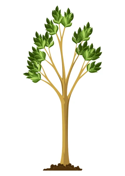 Etapa Crecimiento Del Árbol Gran Crecimiento Árboles Con Hojas Ramas — Vector de stock