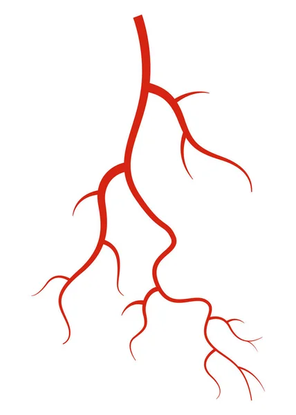 人間の静脈 白い背景に赤いシルエットの容器 動脈や毛細血管 医学のための概念解剖学的要素 血液系のベクトル分離シンボル — ストックベクタ