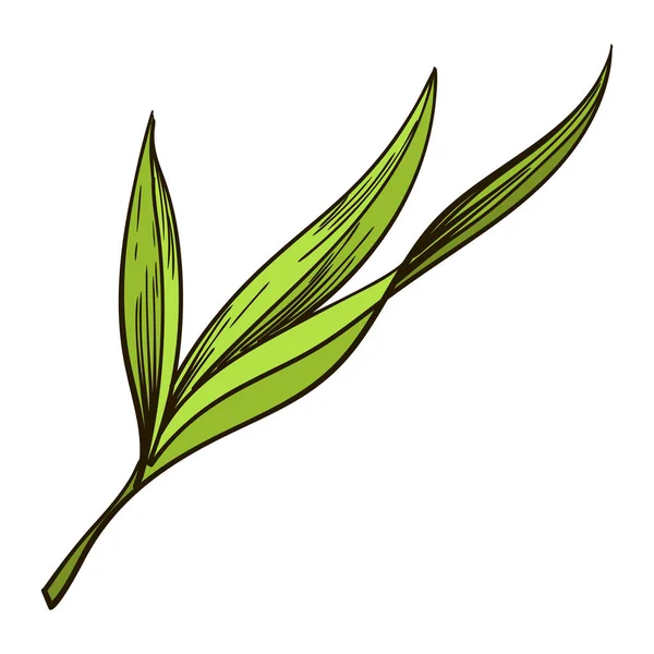 Rohrzucker Zuckerrohrpflanze Handgezeichnete Natürliche Biologische Lebensmittel Oder Natürliche Zutaten Gravieren — Stockvektor